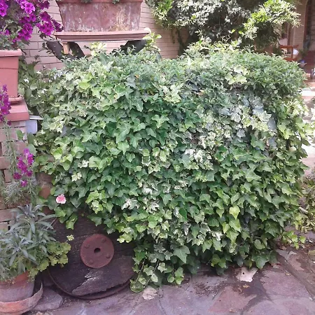 Europe Molino Ciccolini